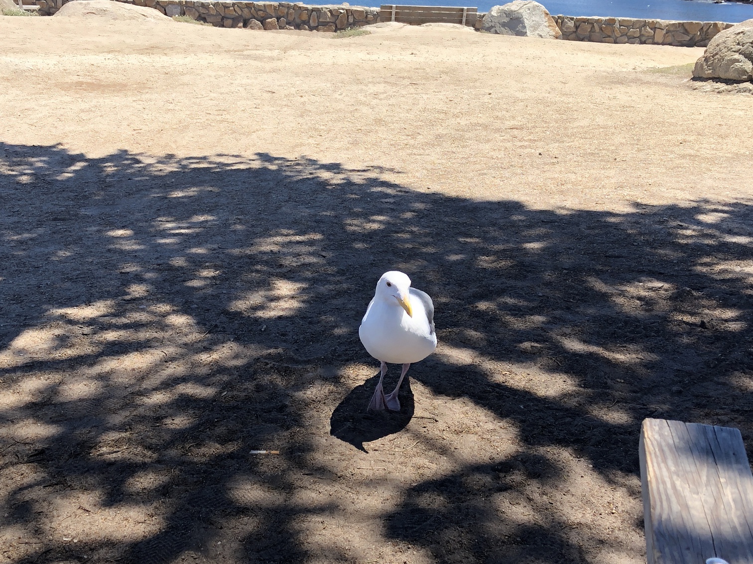 A seagull in Pacific Grove
